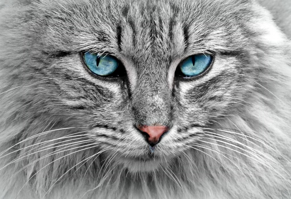 animal-cat-eyes-33537